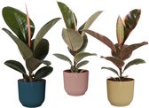 Mama's Planten - Mix - Ficussen - ELHO Vibes Fold Pot In Drie Hippe Kleuren - 3 Stuks - Groene Kamerplant - Geeft Sfeer En Zuurstof - ↨ 35cm - ⌀ 12cm