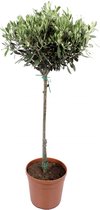 FloriaFor - Olijf Boom - - ↨ 90cm - ⌀ 21cm