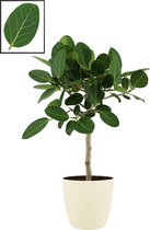 FloraExpert - Ficus - 90 Cm - Ø 22