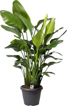 Strelitzia Nicolai XL 'Paradijsvogelplant' - Hoogte: ↑ 130 cm - Diameter pot: Ø 35 cm - Merk: Decorum