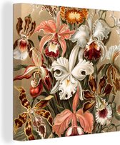 Canvas Schilderij Orchidee - Ernst Haeckel - 20x20 cm - Wanddecoratie