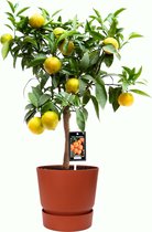 Fruitgewas van Botanicly – Citrus Clementine in roodbruin ELHO plastic pot als set – Hoogte: 85 cm