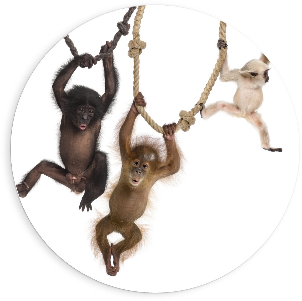 KuijsFotoprint - Schilderij - Slingerende Baby Aapjes - Zwart, Wit En Bruin - 90 X 90 Cm