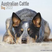 Australian Cattle Dogs - Kalender 2022