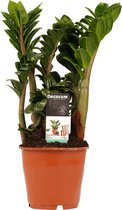Kamerplant van Botanicly – Zamioculcas zamiifolia – Hoogte: 85 cm