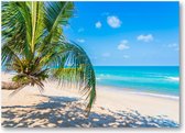Tropisch strand met palmboom - 70x50 Canvas Liggend - Natuur