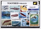 Tandwalvissen – Luxe postzegel pakket (A6 formaat) : collectie van verschillende postzegels van tandwalvissen – kan als ansichtkaart in een A6 envelop - authentiek cadeau - kado -