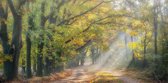 Fotobehang herfstlaantje met Beukenbomen 250 x 260 cm - € 175,--