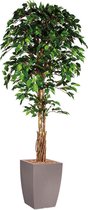 HTT - Kunstplant Ficus in Genesis vierkant taupe H210 cm