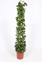 Kamerplant van Botanicly – Cissus rotundifolia – Hoogte: 160 cm