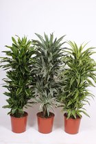 Kamerplanten van Botanicly – 3 × Drakenboom – Hoogte: 150 cm – Dracaena derem.