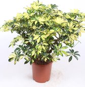 Kamerplant van Botanicly – Vingersboom – Hoogte: 80 cm – Schefflera Trinette