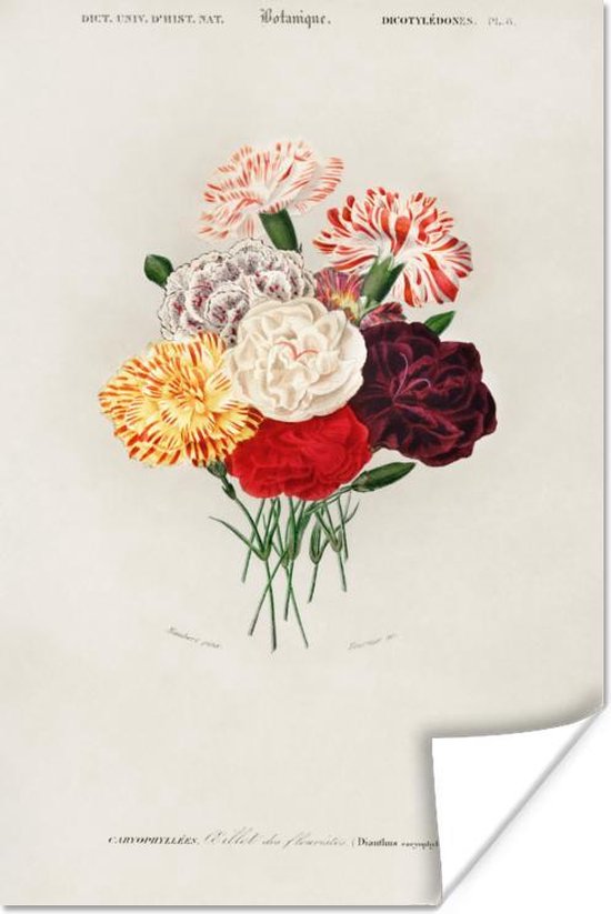 Affiche Fleurs - Vintage - Feuille - 40x60 cm