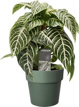 Zebraplant in design pot – Prachtig wit gestreepte bladeren en mooie gele bloemen in het voorjaar – Aphelandra Ø 18 cm – Hoogte 40 cm (waarvan +/- 25 cm plant en 15 cm pot)