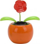 solarbloem roos oranje 10 cm