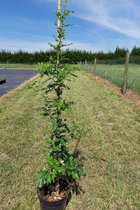 Jonge Spaanse Eikenboom | Quercus hispanica 'Diversifolia' | 60-80cm hoogte