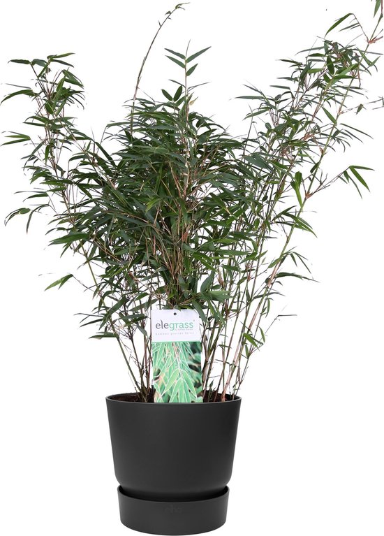 ‘Fargesia Rufa’ (Bamboe) in ELHO outdoor sierpot Greenville (zwart) ↨ 80cm – hoge kwaliteit planten