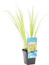 Dwergkakelmoes - Acorus 'Ogon' - per Stuk - Vijverplant in Kwekerspot - ⌀ 9 cm - ↕10-20 cm