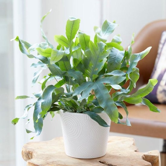 Set van 4x stuks bloempot/plantenpot terra cotta onderschaal/opvangbord