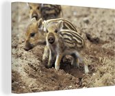 Jeune sanglier dans la boue 30x20 cm - petit - Tirage photo sur toile (Décoration murale salon / chambre) / Peintures sur toile animaux sauvages