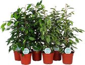 Kamerplanten van Botanicly – 6 × Treurvijg – Hoogte: 75 cm – Ficus benjamina