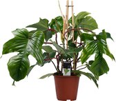 Hellogreen Kamerplant - Philodendron Squamiferum Pyramide - 70 cm