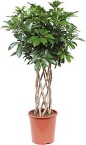 Hellogreen Kamerplant - Schefflera Arboricola Compacta - 100 cm
