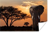 Poster Olifant - Boom - Afrika - 180x120 cm XXL