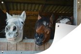Affiche de jardin Paarden - Animaux - Fourrure - Écurie - 120x80 cm - Jardin