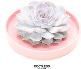 ROOTLESS Echeveria wit – vetplant - licht roze pot 20 cm - ZERO water