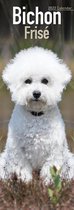 Bichon Frise 2022