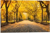 Acrylglas - Central Park - New York  - 60x40cm Foto op Acrylglas (Met Ophangsysteem)