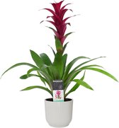 FloraExpert - Guzmania - 60 Cm - Ø 14