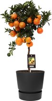 Fruitgewas van Botanicly – Citrus Mandarin in zwart ELHO plastic pot als set – Hoogte: 60 cm