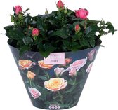 Bloem van Botanicly – Rosa Victory – Hoogte: 32 cm