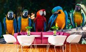Dimex Colourful Macaw Vlies Fotobehang 375x250cm 5-banen