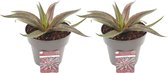 Hellogreen Kamerplant - Duo Mangave Redwing - 15 cm