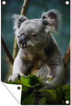 Tuinposter - Tuindoek - Tuinposters buiten - Koala - Eucalyptus - Bladeren - 80x120 cm - Tuin