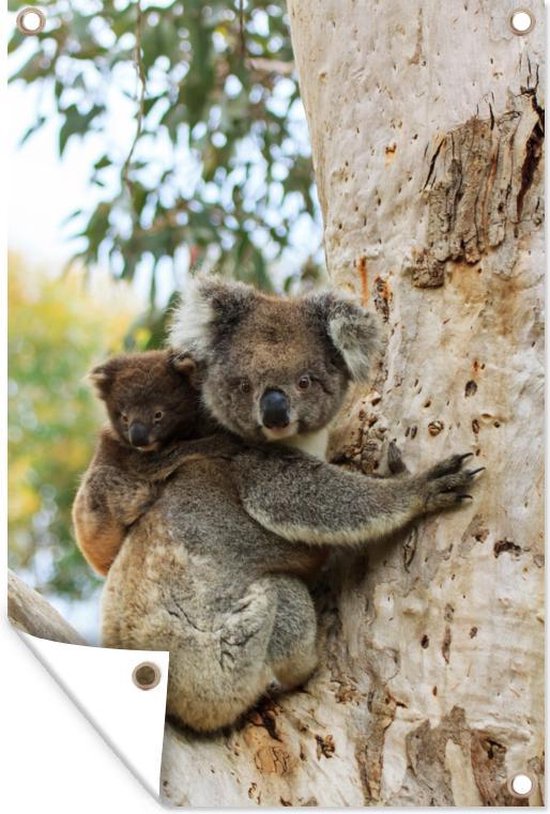 Tuinposter - Tuindoek - Tuinposters buiten - Koala - Baby - Eucalyptus - 80x120 cm - Tuin