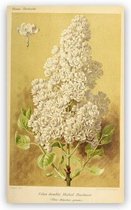 Antique Flowers Bloemen Print Poster Wall Art Kunst Canvas Printing Op Papier Living Decoratie 40X60cm Multi-color