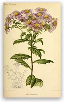 Antique Flowers Bloemen Print Poster Wall Art Kunst Canvas Printing Op Papier Living Decoratie 15X20cm Multi-color