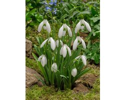 10x Galanthus 'Galanthus magnet' - BULBi® Bloembollen met bloeigarantie