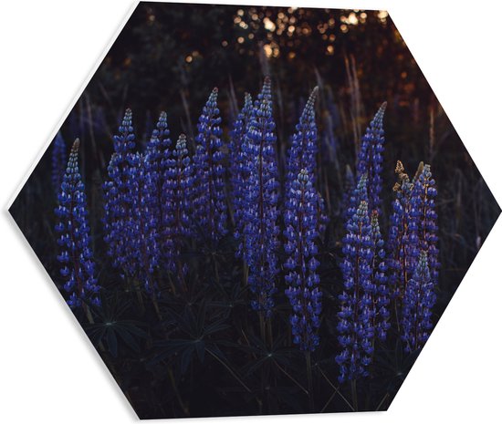 WallClassics - PVC Schuimplaat Hexagon  - Blauwe Lupine Plant - 50x43.5 cm Foto op Hexagon (Met Ophangsysteem)
