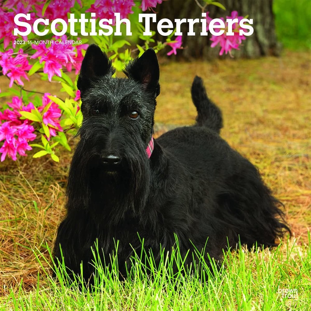 Schotse Terrier Kalender 2023
