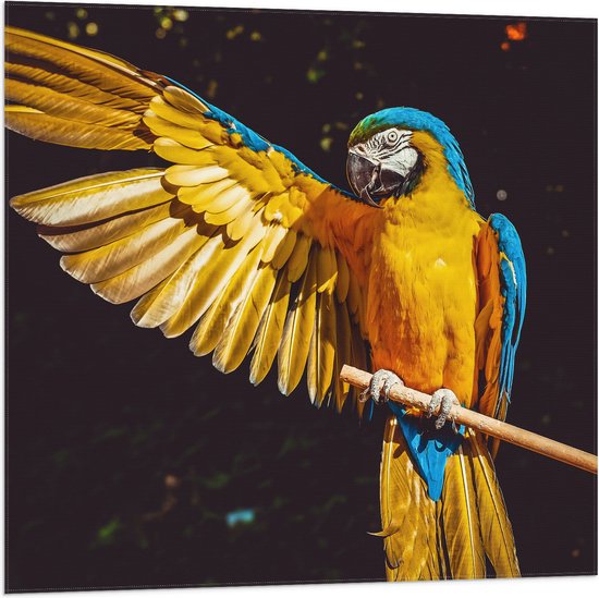 WallClassics - Vlag - Ara Papegaai met Geel Gouden Vleugels - 80x80 cm Foto op Polyester Vlag