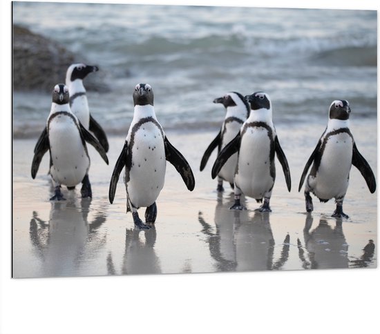 WallClassics - Dibond - Waggelende Pinguïns op het Strand - 100x75 cm Foto op Aluminium (Met Ophangsysteem)