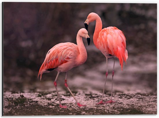 WallClassics - Dibond - Roze Flamingos - 40x30 cm Foto op Aluminium (Met Ophangsysteem)