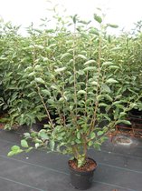 10 stuks | Krentenboom Pot 30-60 cm - Prachtige herfstkleur - Bladverliezend - Bloeiende plant - Informele haag
