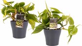 Decorum Duo Philodendron Brazil - Philodendron Scandens met potten Anna Grey - Set van 2 - Mini-Green - Pot-plant combinaties- Hoogte  15 cm