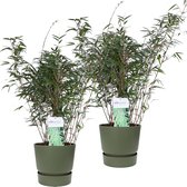 Duo ‘Fargesia Rufa’ (Bamboe) in ELHO outdoor sierpot Greenville (groen) - Set van 2 - Hoogeveen Plants BV - Tuinplanten- Hoogte  70 cm